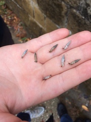 Papillifera papillaris