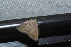 Zanclognatha protumnusalis