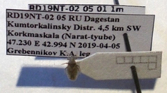Tingis pauperata