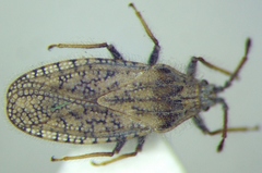 Tingis pauperata