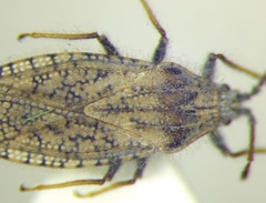 Tingis pauperata