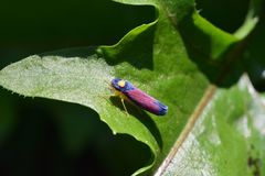 Erythrogonia dorsalis