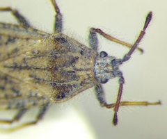 Tingis pauperata