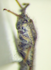 Tingis pauperata