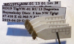 Tingis pauperata