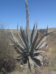 Agave mapisaga