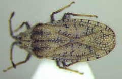 Tingis pauperata