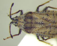 Tingis pauperata