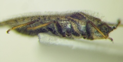 Tingis pauperata