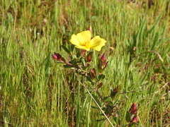 Cistus lasianthus