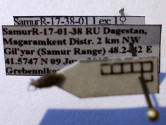 Tingis pauperata