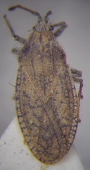Tingis pauperata