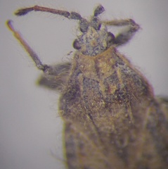 Tingis pauperata