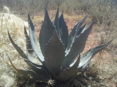Agave ×