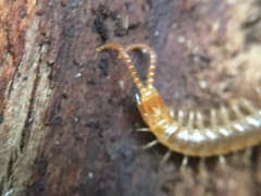 Geophilus carpophagus