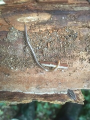 Geophilus carpophagus