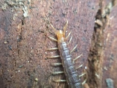 Geophilus carpophagus