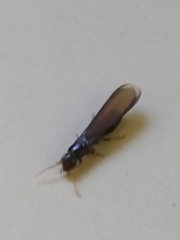 Termitoidae