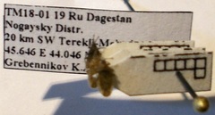 Tingis pauperata