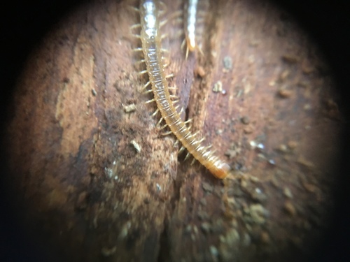 Geophilus carpophagus