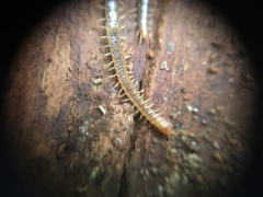 Geophilus carpophagus