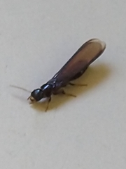 Termitoidae