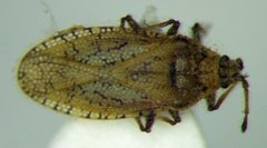 Tingis pauperata