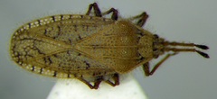 Tingis pauperata