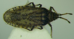 Tingis pauperata