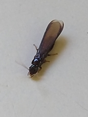 Termitoidae