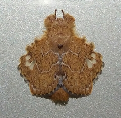 Euglyphis vitripuncta