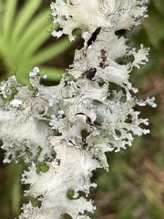 Parmotrema subrigidum