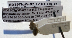 Tingis pilosa