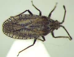 Tingis pilosa