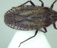 Tingis pilosa