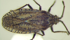 Tingis pilosa