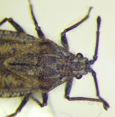 Tingis pilosa