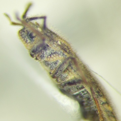 Tingis pilosa