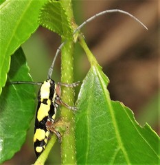 Tragiscoschema amabile