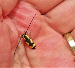 Tragiscoschema amabile