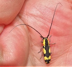 Tragiscoschema amabile