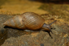 Bulimulus bonariensis