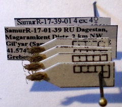 Tingis ragusana