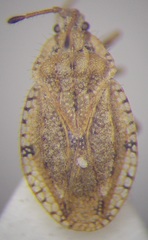 Tingis ragusana