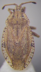 Tingis ragusana