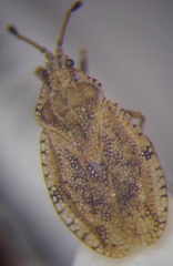 Tingis ragusana