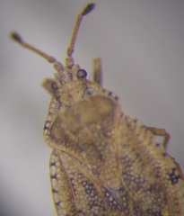 Tingis ragusana