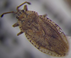 Tingis ragusana