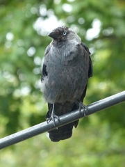 Corvus monedula
