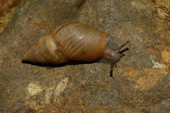 Bulimulus bonariensis
